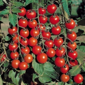 cherry-tomato-1_4037